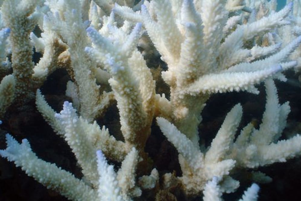 Immer mehr Korallenbänke mutieren zu einer Art unterseeischem Geisterwald.