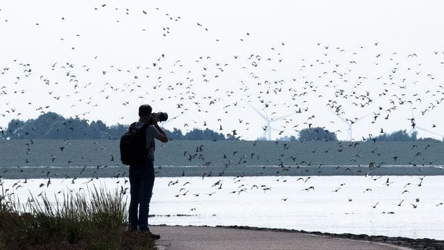 Sandregenpfeifer, Alpenstrandläufer und andere Zugvögel fliegen über das Wattenmeer der Nordseebucht Jadebusen.