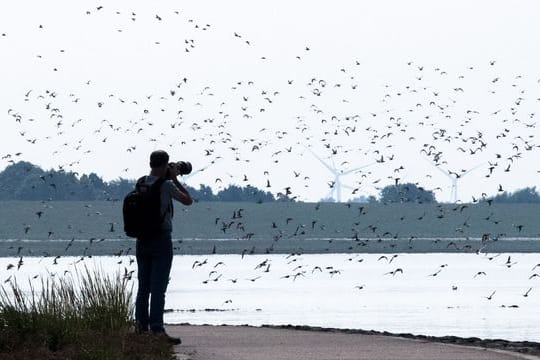 Sandregenpfeifer, Alpenstrandläufer und andere Zugvögel fliegen über das Wattenmeer der Nordseebucht Jadebusen.