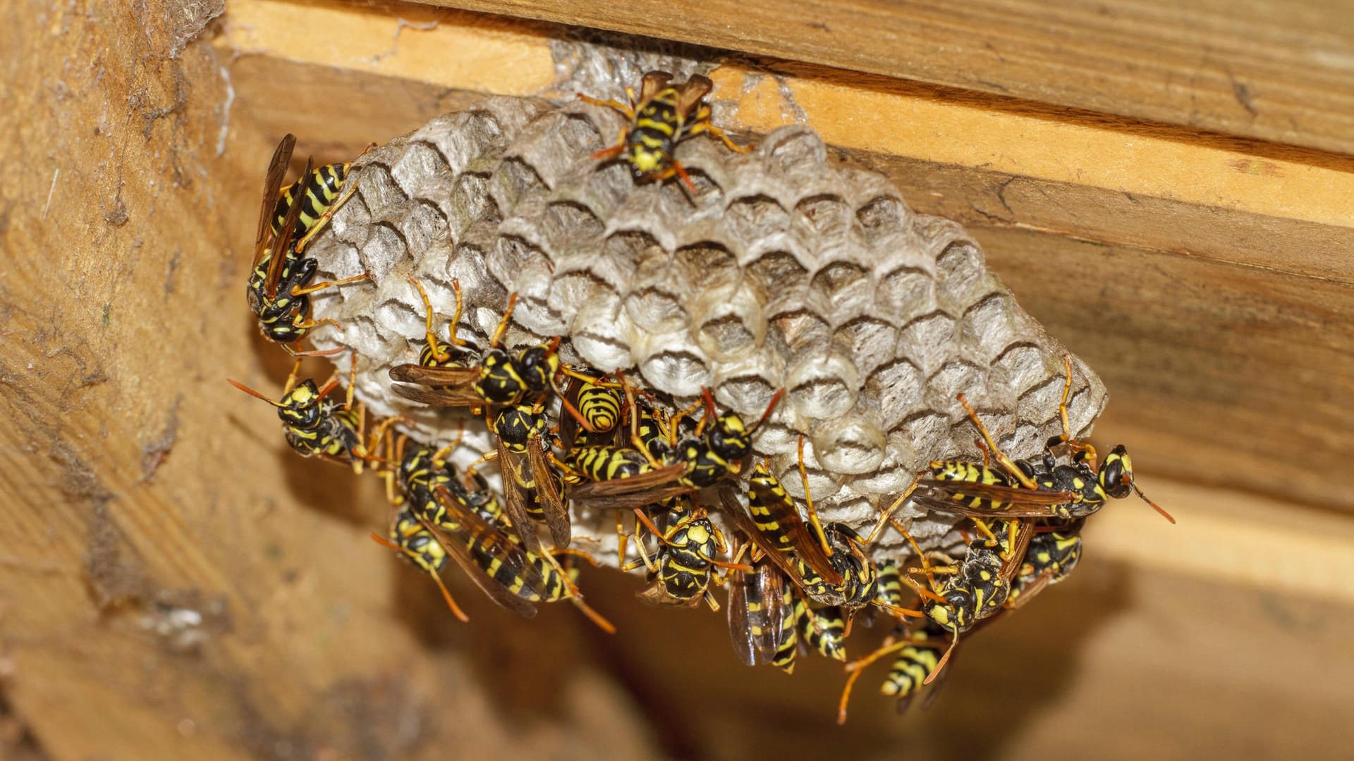 Französische Feldwespe: Die Insekten bauen ihre Nester gerne in geschützten Ecken.