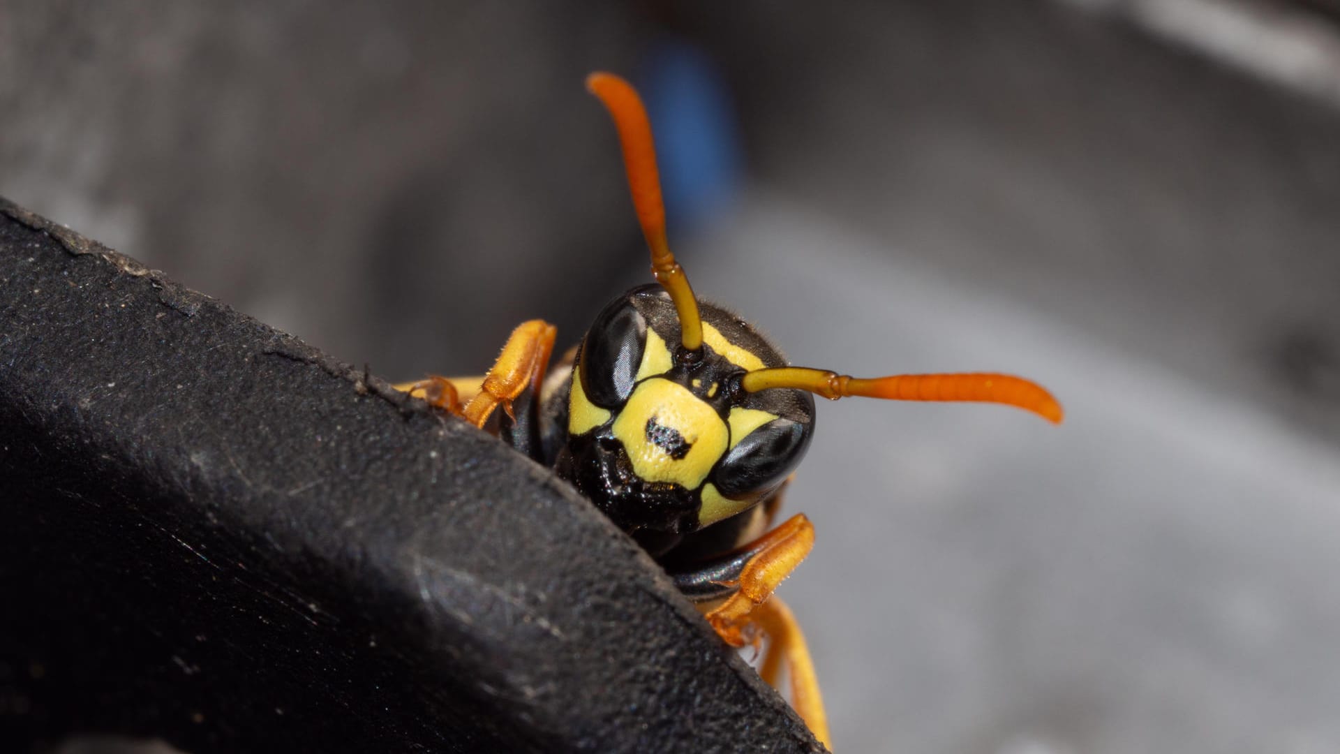 Wespe: Die Insekten zählen zu den Nützlingen und stehen unter Naturschutz.