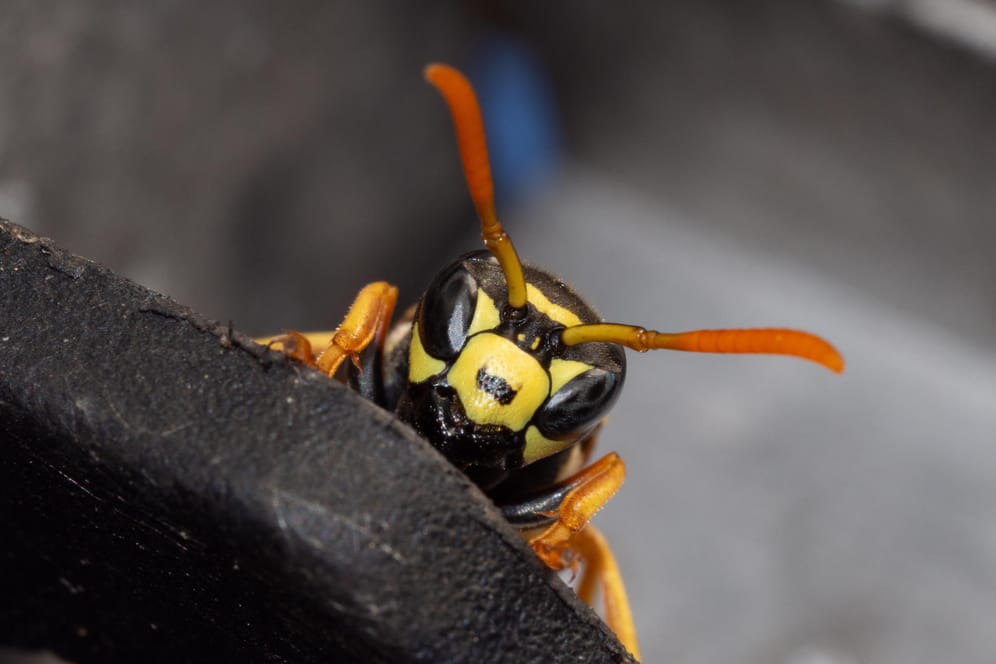Wespe: Die Insekten zählen zu den Nützlingen und stehen unter Naturschutz.