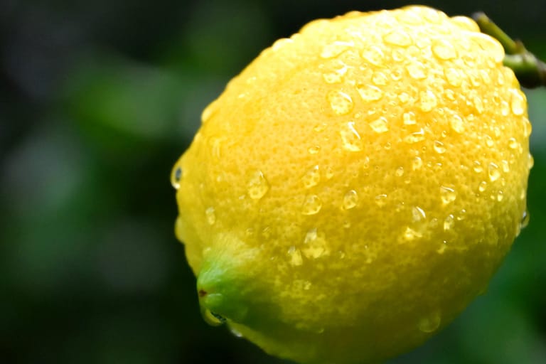 Zitrone: Saftige Zitrusfrüchte sind vor allem im Sommer sehr erfrischend.