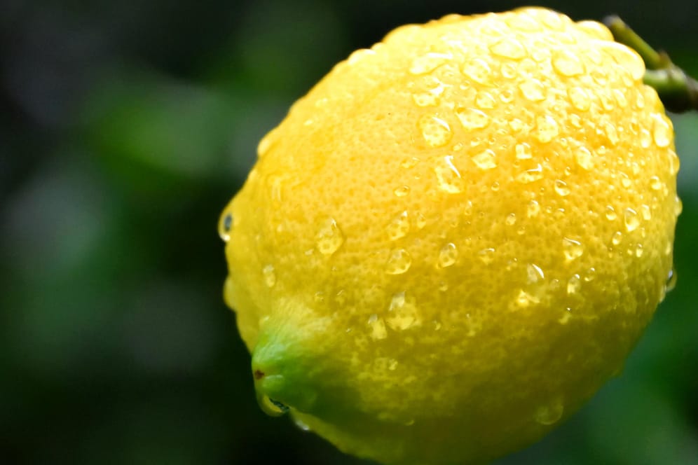 Zitrone: Saftige Zitrusfrüchte sind vor allem im Sommer sehr erfrischend.