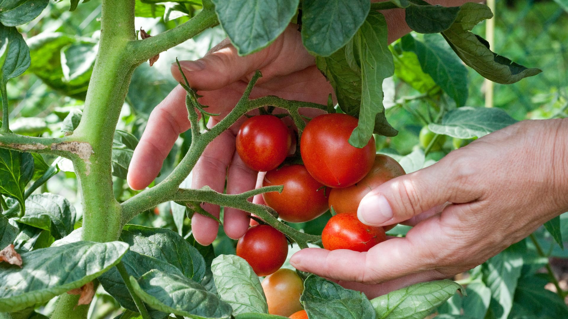 Tomaten anbauen: Die Pflanzen sollten auf keinem Fall überhitzt werden.