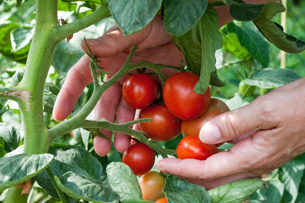Tomaten anbauen: Die Pflanzen sollten auf keinem Fall überhitzt werden.