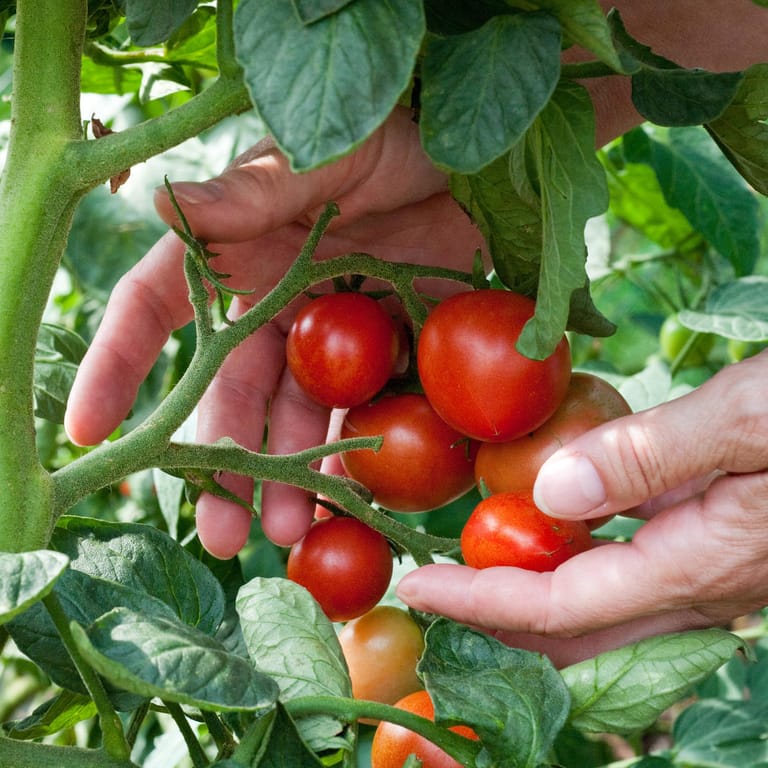 Tomaten anbauen: Die Pflanzen sollten auf keinem Fall überhitzt werden.
