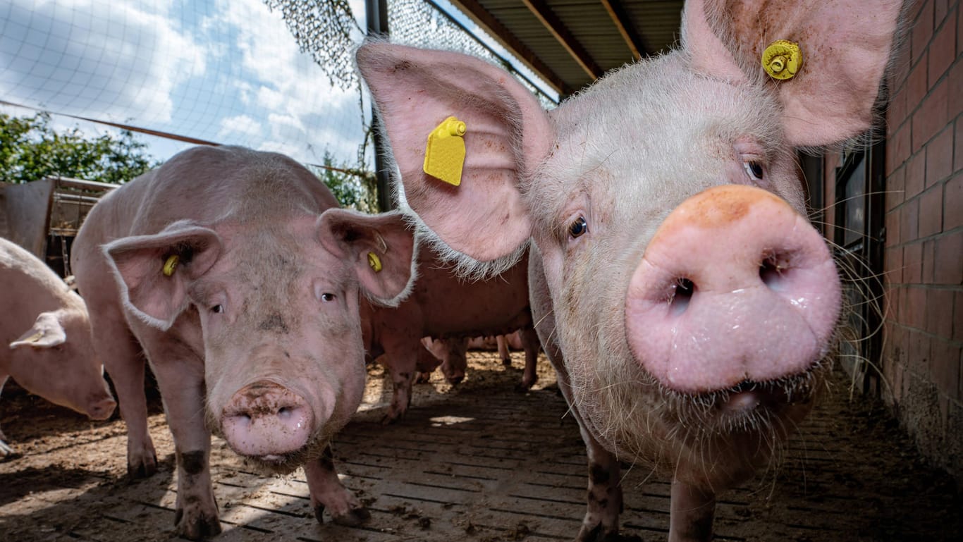 Schweinehaltung (Symbolbild): Bisher können die Tiere noch nicht gegen die Afrikanische Schweinepest geimpft werden.