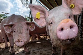 Schweinehaltung (Symbolbild): Bisher können die Tiere noch nicht gegen die Afrikanische Schweinepest geimpft werden.