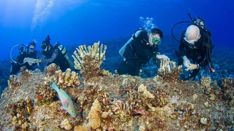 Meeresbiologen untersuchen geschädigte Korallen vor der Küste Hawaiis.