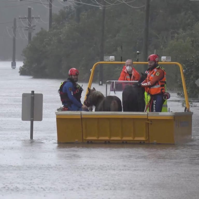 Tiere werden in NSW vor den Fluten gerettet: Die Lage im Großraum Sydney ist prekär.