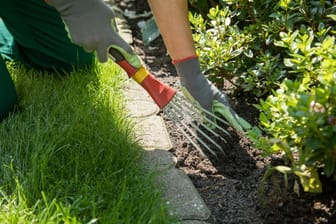 Gartentipp: Das Auflockern des Beetbodens um die Pflanzen herum hilft diesen an trockenen Sommertagen.