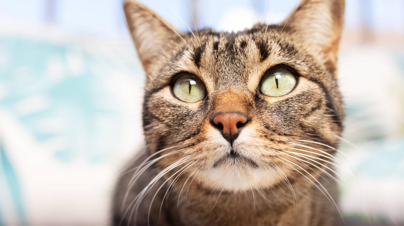 Eine Katze im Haus (Archiv): Das Ausgangsverbot für Katzen in Walldorf ist umstritten.