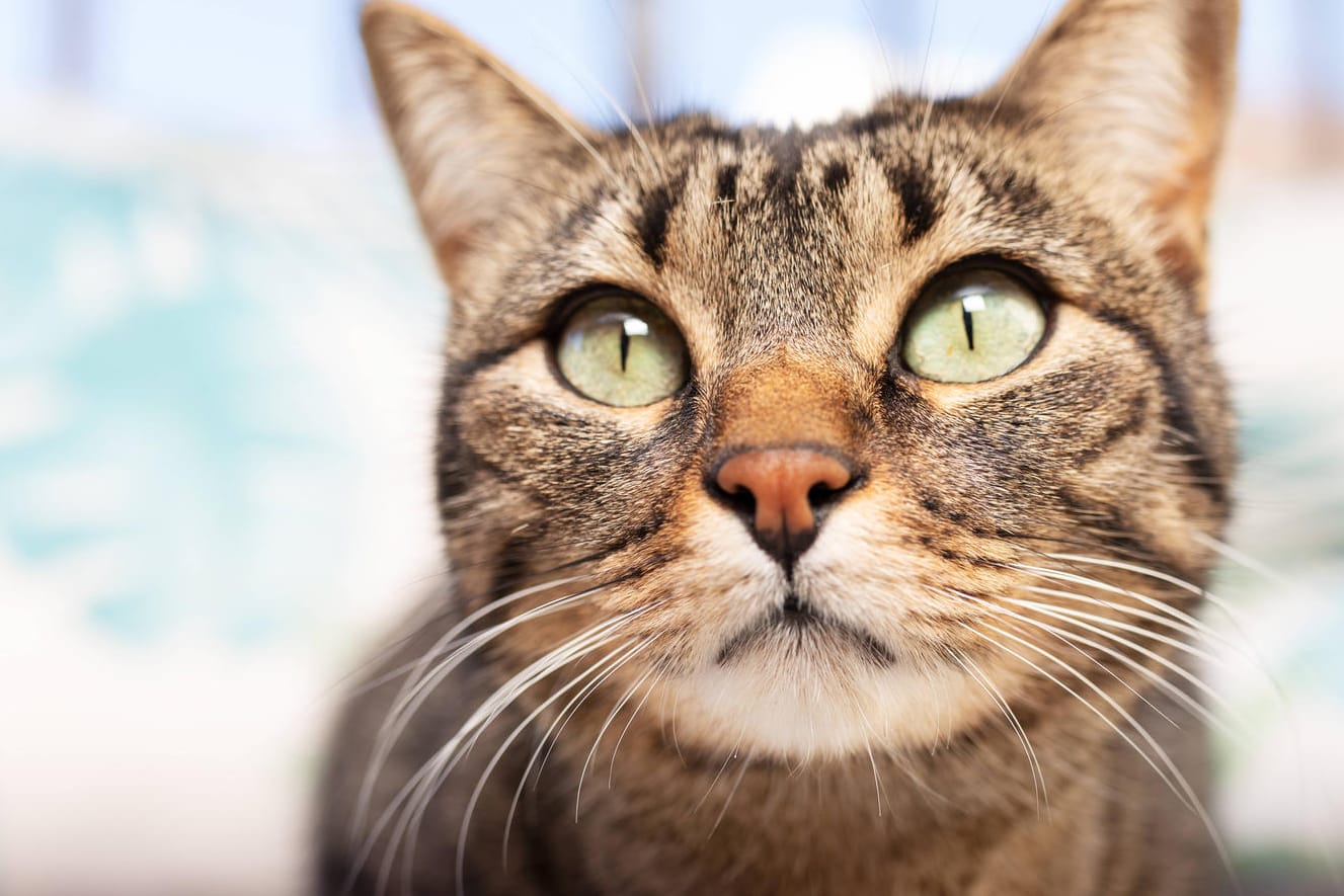 Eine Katze im Haus (Archiv): Das Ausgangsverbot für Katzen in Walldorf ist umstritten.