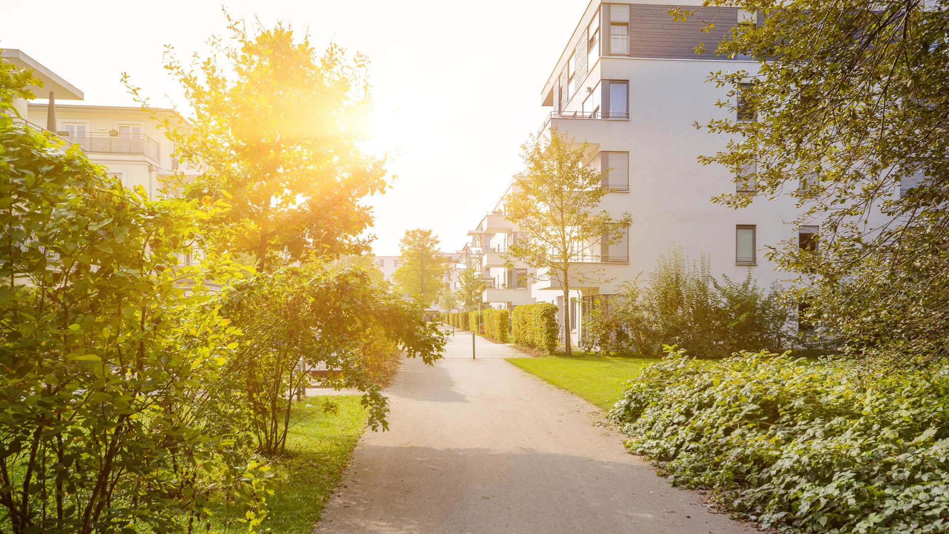 Sommerhitze: Manche Bäume sollte man trotz den hohen Temperaturen weniger, aber dafür kräftiger gießen.