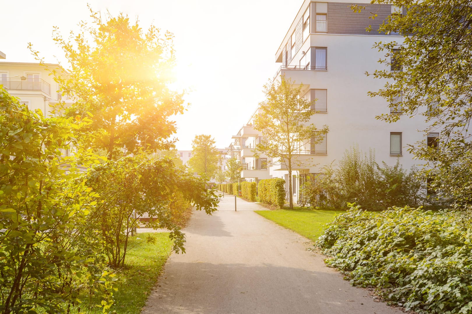 Sommerhitze: Manche Bäume sollte man trotz den hohen Temperaturen weniger, aber dafür kräftiger gießen.