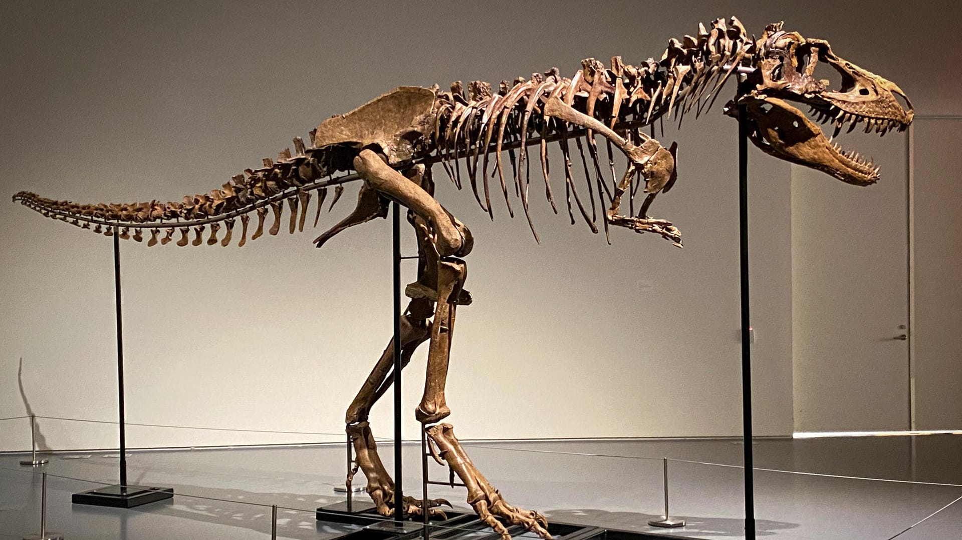 Das Skelett eines Gorgosaurus: Dieses seltene Exemplar wird Ende Juli in New York versteigert. Das Skelett eines Gorgosaurus: Dieses seltene Exemplar wird Ende Juli in New York versteigert.