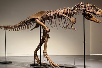 Das Skelett eines Gorgosaurus: Dieses seltene Exemplar wird Ende Juli in New York versteigert.