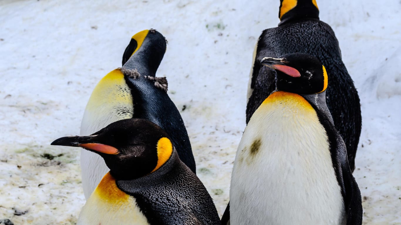 Pinguine (Symbolbild): Einige Tiere sind in einem japanischen Aquarium in einen Hungerstreik getreten.
