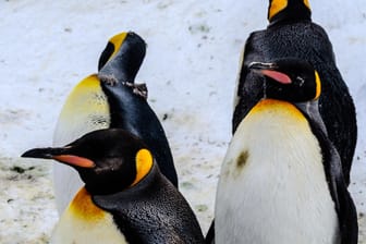 Pinguine (Symbolbild): Einige Tiere sind in einem japanischen Aquarium in einen Hungerstreik getreten.