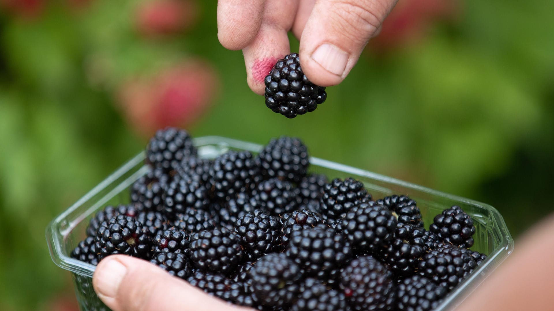 Gesunder Snack: Wer Brombeeren länger haltbar machen will, sollte sie frisch gepflückt direkt verarbeiten oder einfrieren.