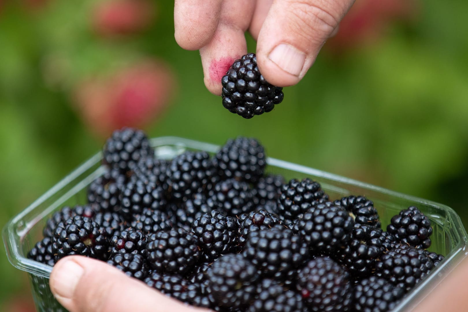 Gesunder Snack: Wer Brombeeren länger haltbar machen will, sollte sie frisch gepflückt direkt verarbeiten oder einfrieren.