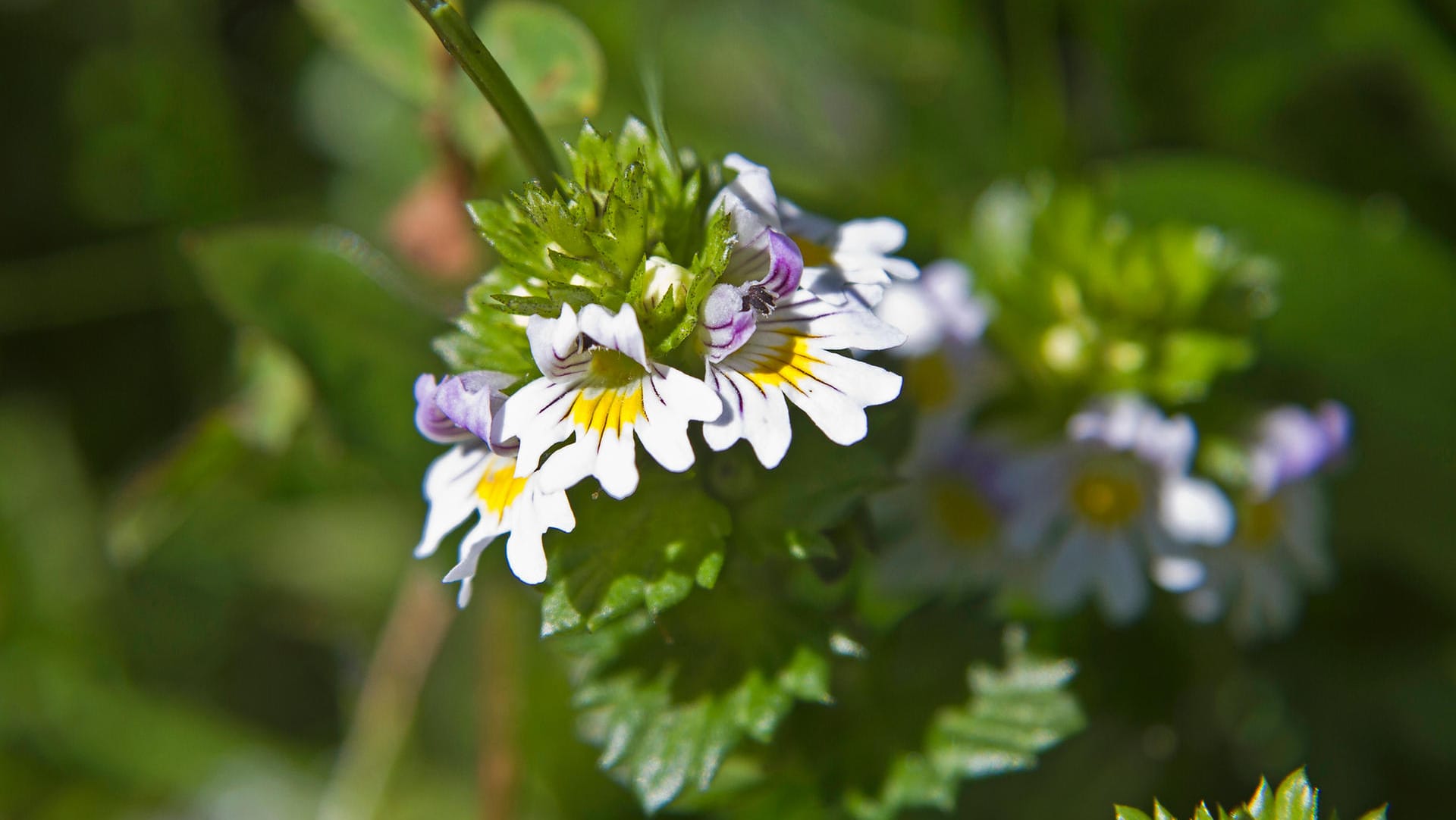 Augentrost (Euphrasia) wirkt nicht nur lindernd, sondern auch antibakteriell.