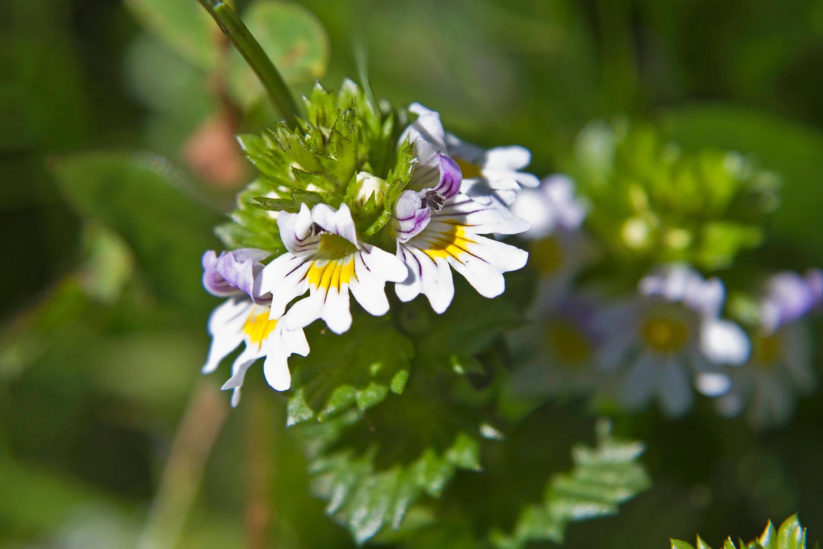 Augentrost (Euphrasia) wirkt nicht nur lindernd, sondern auch antibakteriell.