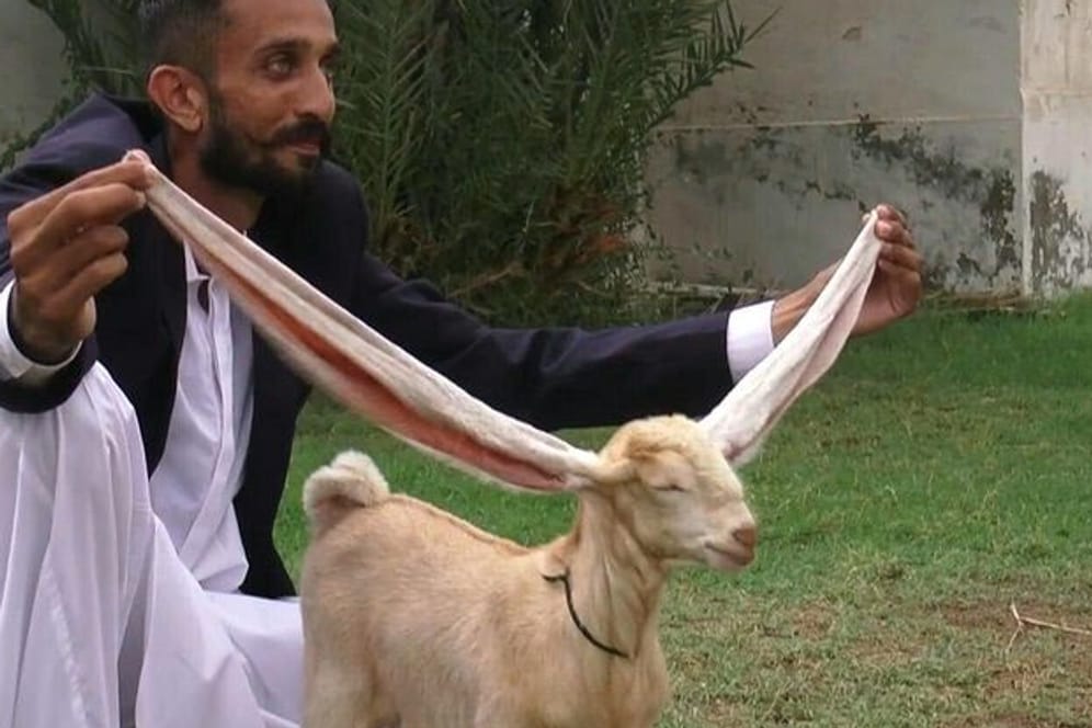 Mohammad Hasan Narejo mit seiner Ziege Simba: Einen Schönheitswettbewerb habe sie schon gewonnen, berichtet der Züchter.