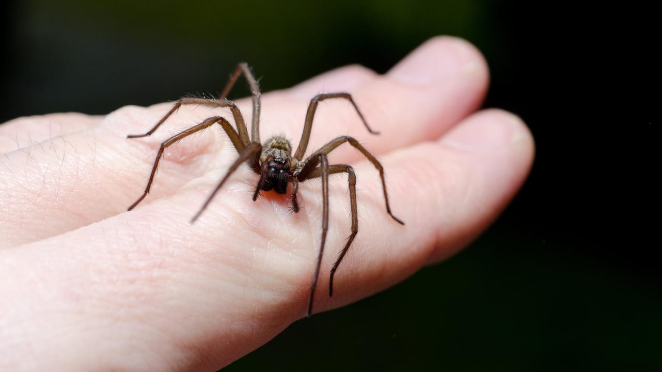 Spinnen beißen nur zu, wenn sie sich bedroht fühlen: In Deutschland wird der Biss meist erst gefährlich, wenn er sich entzündet.