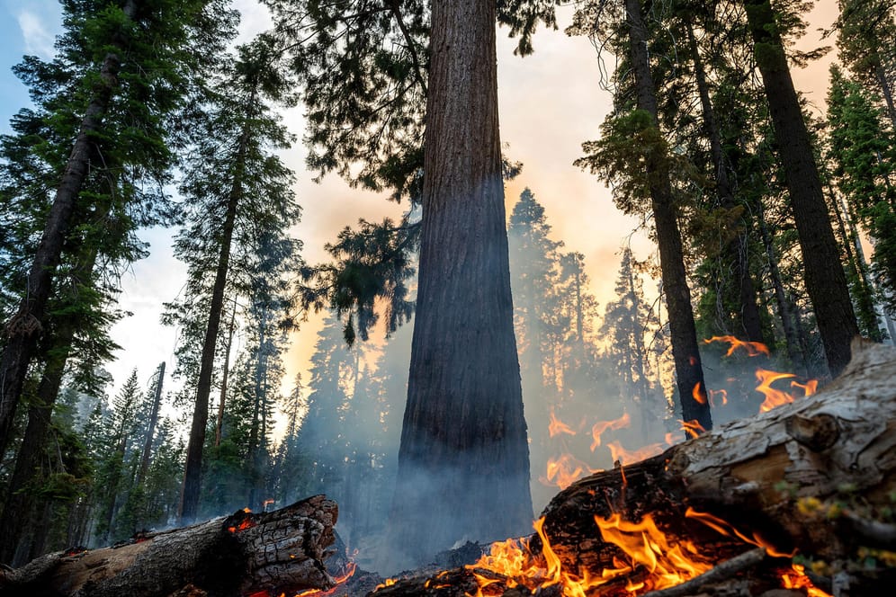 Im US-amerikanischen Yosemite-Nationalpark ist ein Waldbrand ausgebrochen.