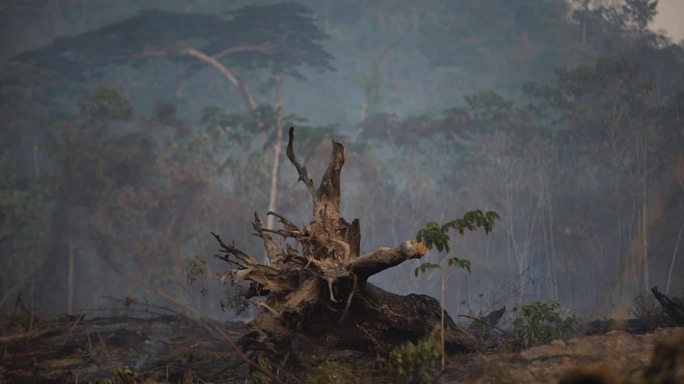 Die illegale Abholzung im Amazonas-Regenwald ist seit Jahren ein Problem.