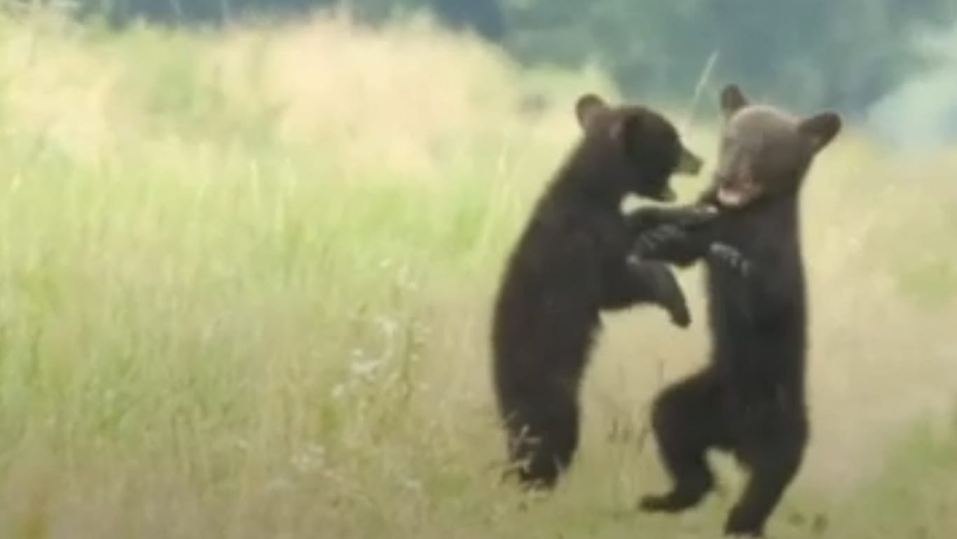 Mit Zähnen und Klauen kämpfen die zwei Bärenbrüder miteinander. (Quelle: Glomex)