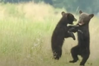 Mit Zähnen und Klauen kämpfen die zwei Bärenbrüder miteinander. (Quelle: Glomex)