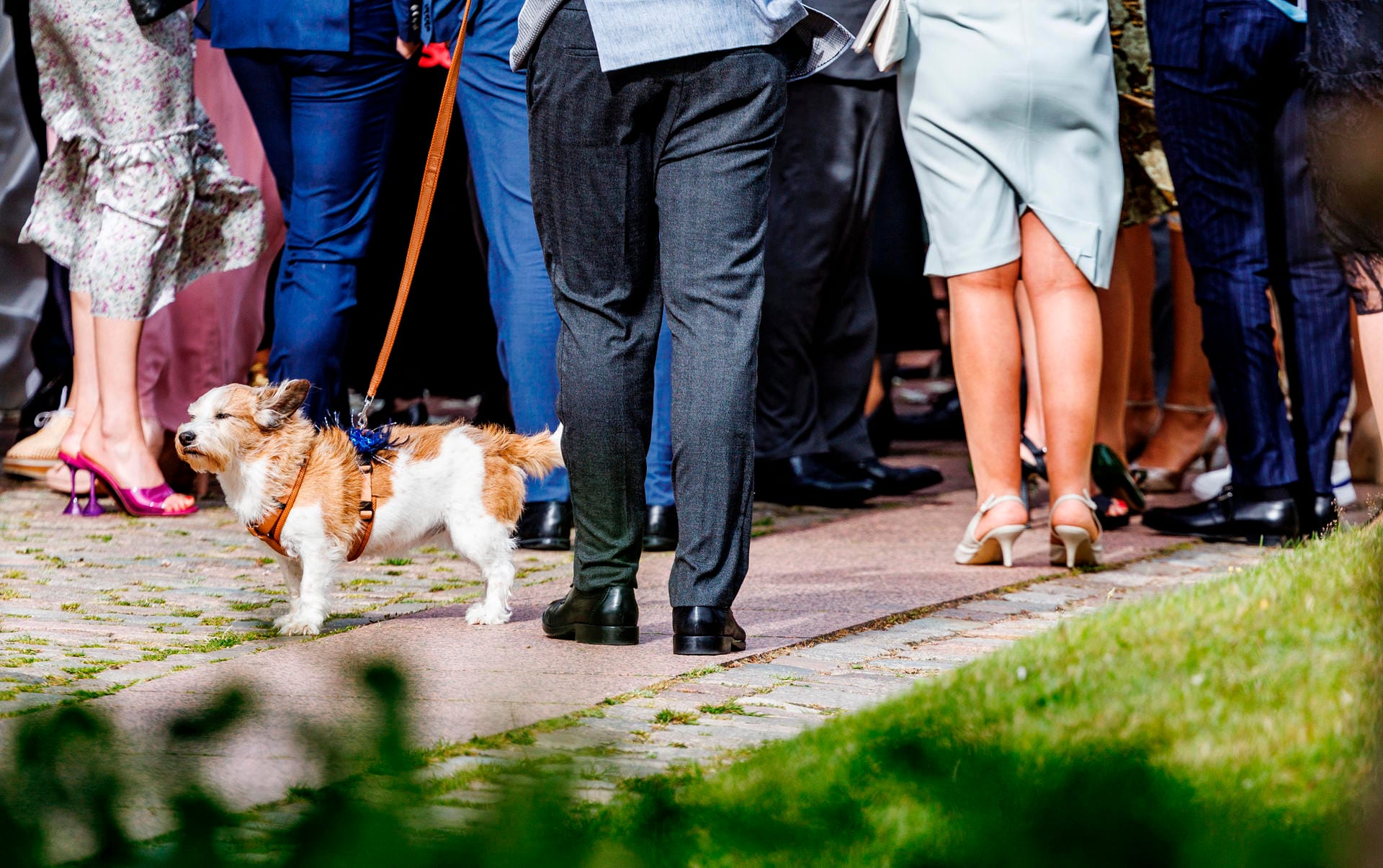 Auch Vierbeiner sind bei der Hochzeit auf Sylt anwesend.