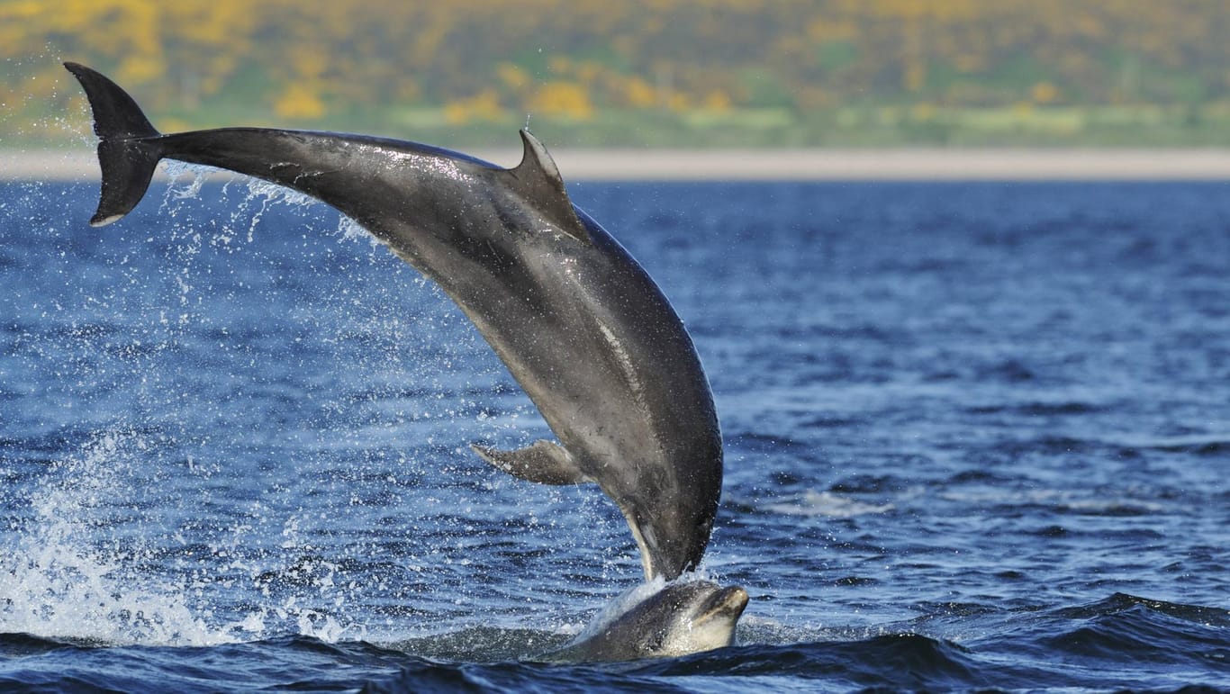 500 Delfine dürfen auf den Färöer-Inseln noch jährlich gejagt werden.