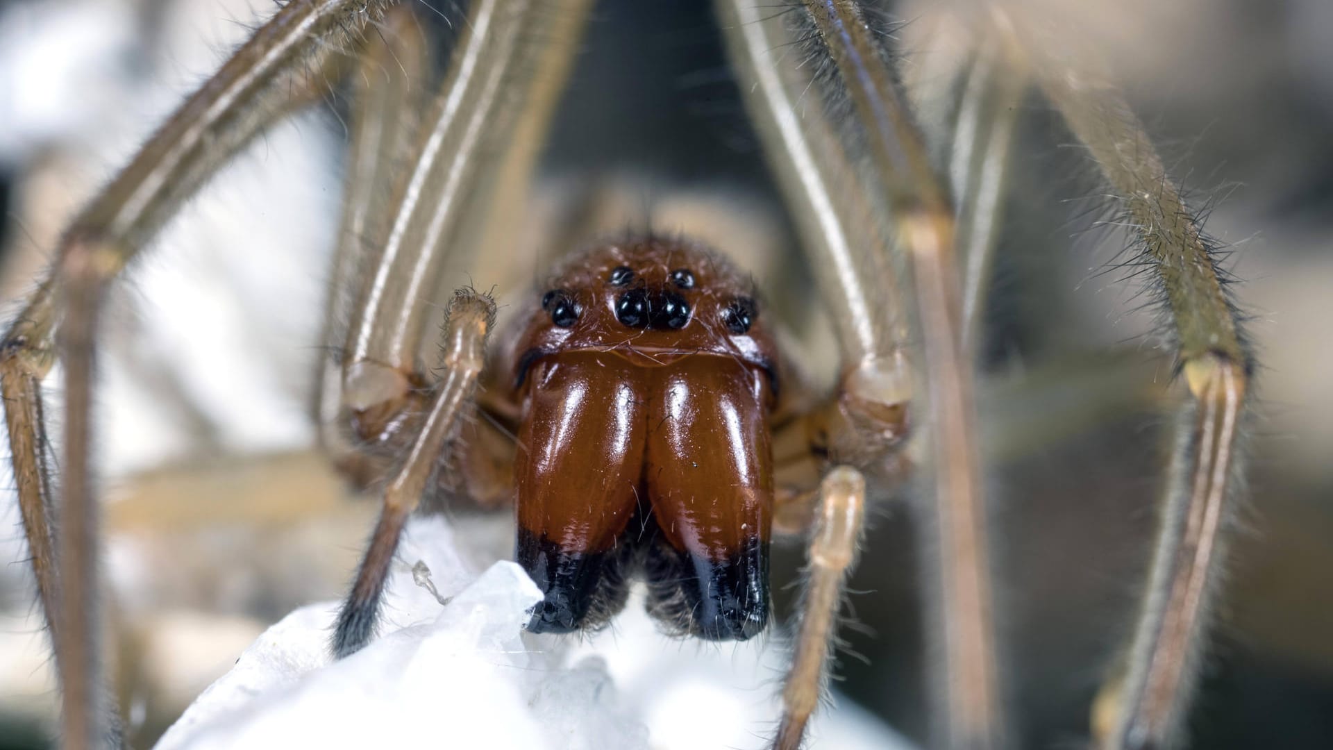 Porträt einer Spinne (Symbolbild): Normalerweise beißen Spinnen in Deutschland nur zu, wenn sie keinen anderen Ausweg sehen.