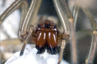 Porträt einer Spinne (Symbolbild): Normalerweise beißen Spinnen in Deutschland nur zu, wenn sie keinen anderen Ausweg sehen.