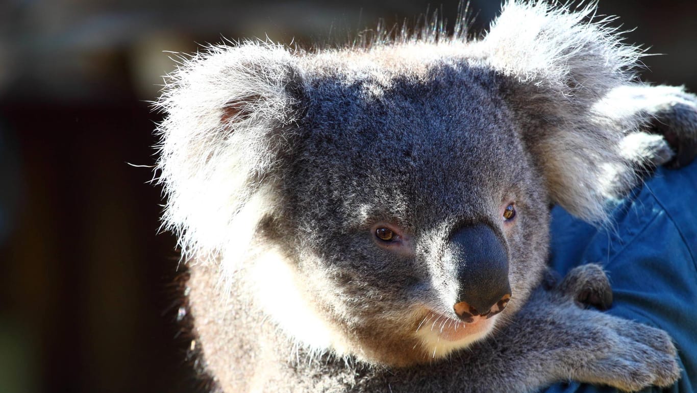 Auf einer Eukalyptus-Plantage in Australien sind 16 Koalas gestorben.