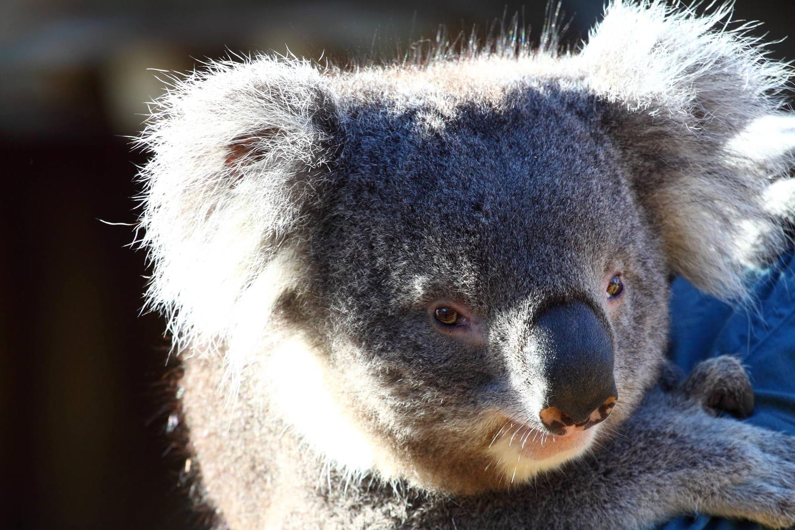 Auf einer Eukalyptus-Plantage in Australien sind 16 Koalas gestorben.