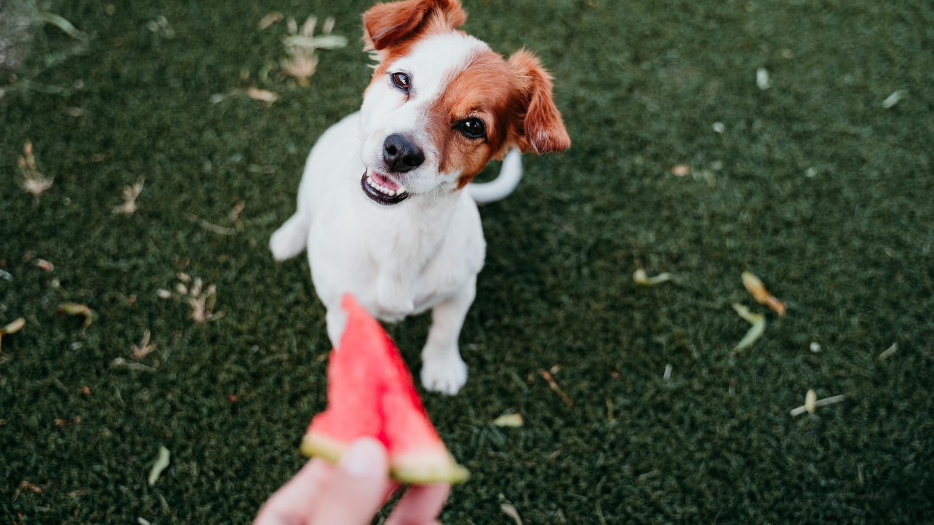 Wassermelone: Sind sie für Hunde ungefährlich?