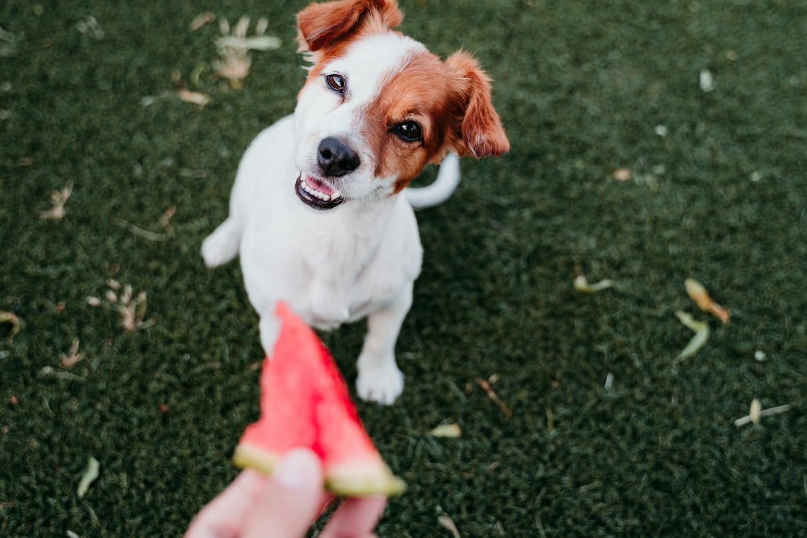 Wassermelone: Sind sie für Hunde ungefährlich?