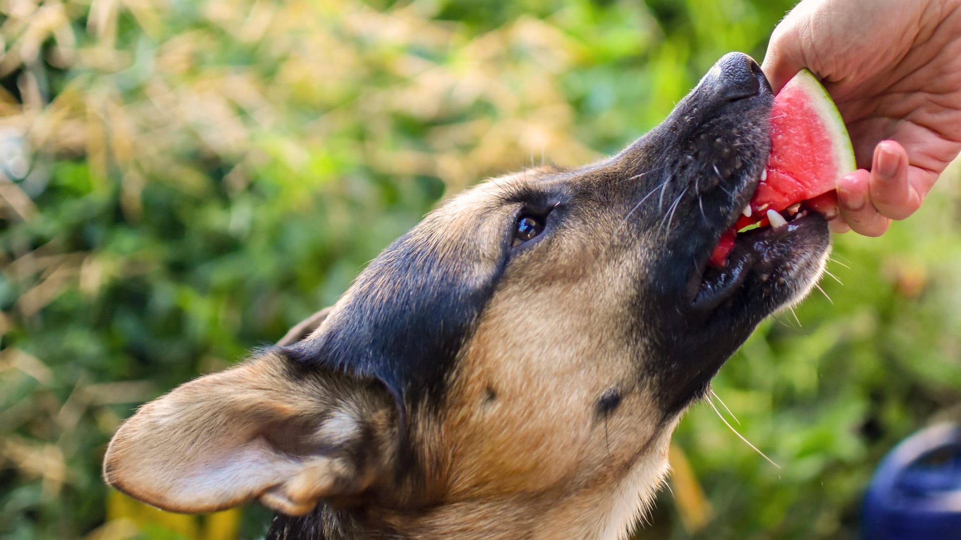 Wassermelone: Hundehalter sollten darauf achten, dass ihre Tiere nicht die Kerne oder Schale von Wassermelonen verspeisen.