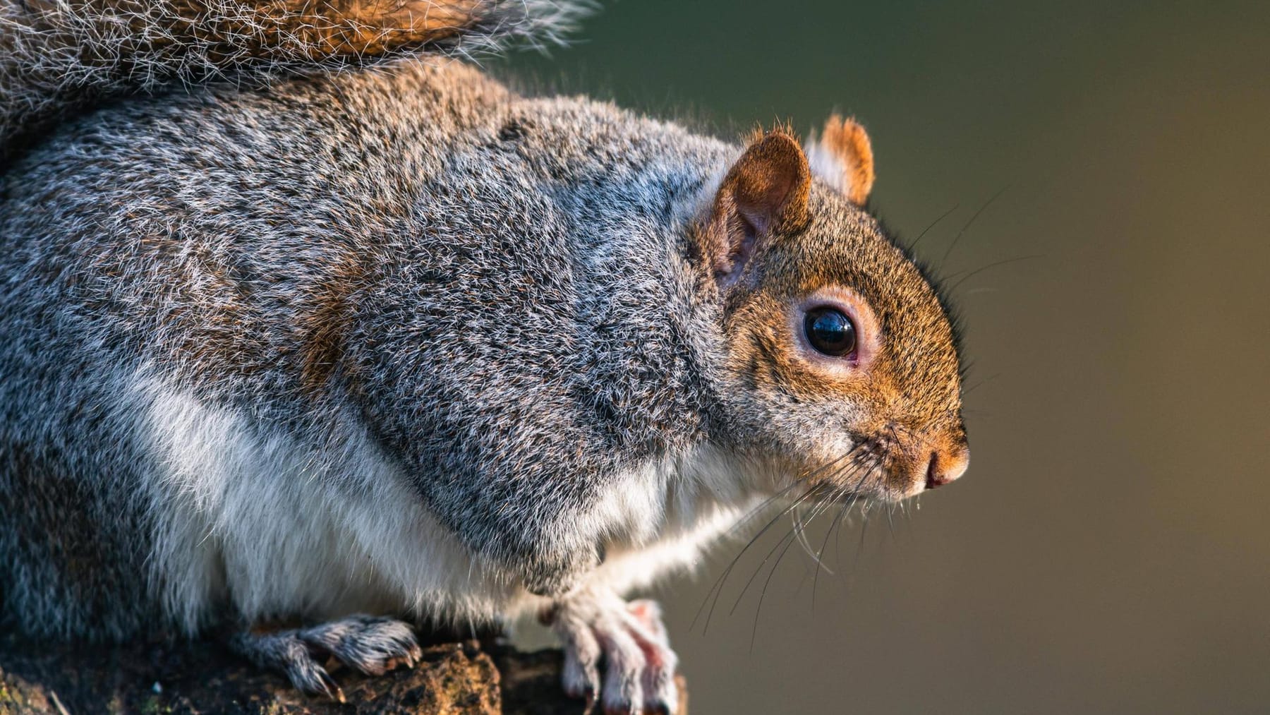 Britain wants to use birth control for gray squirrels