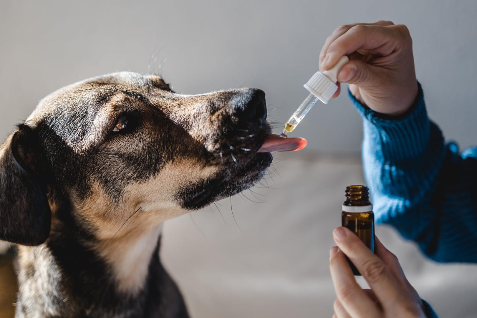 Frau verabreicht Hund Tropfen.