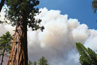 Ein Riesenmammutbaum im Yosemite-Nationalpark: Die Rauchwolke des Feuers ist im Hintergrund zu sehen.