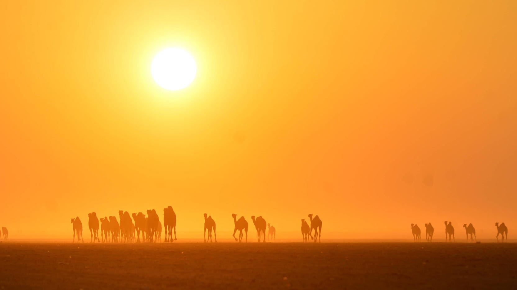 Mitribah in Kuwait: Auf der Wetterstation mitten in der Wüste des Landes wurden am 21. Juni 2016 53,9 Grad gemessen.