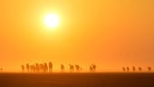 Mitribah in Kuwait: Auf der Wetterstation mitten in der Wüste des Landes wurden am 21. Juni 2016 53,9 Grad gemessen.