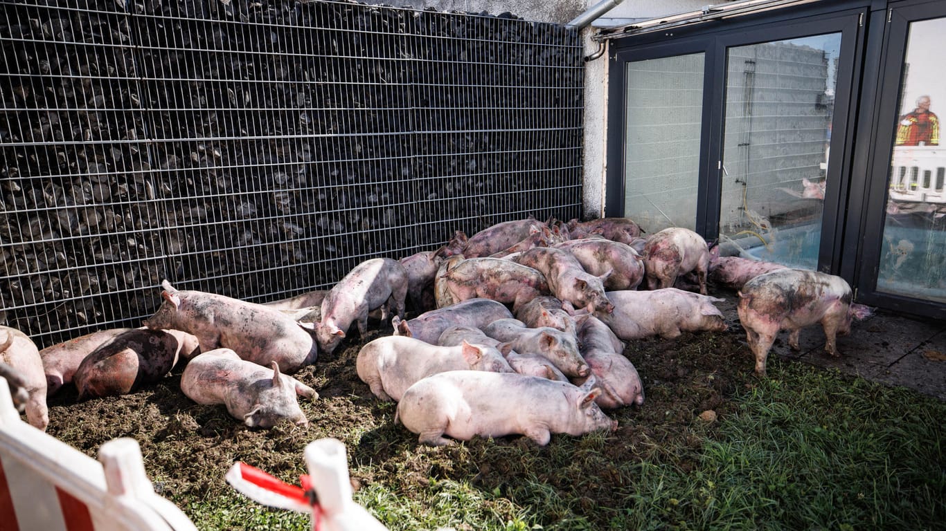Überlebende Schweine in Essenbach: Laut Polizeiangaben starben bei einem Brand Hunderte der Tiere in einem Mastbetrieb.