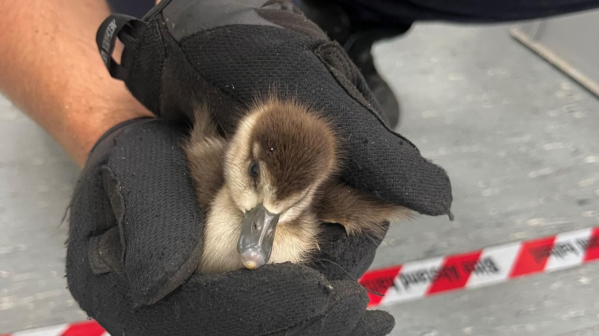 Nilgans in der Obhut der Polizei: Zwei ausgewachsene Tiere und vier Küken hatten eine Autobahn bei Karlsruhe blockiert.